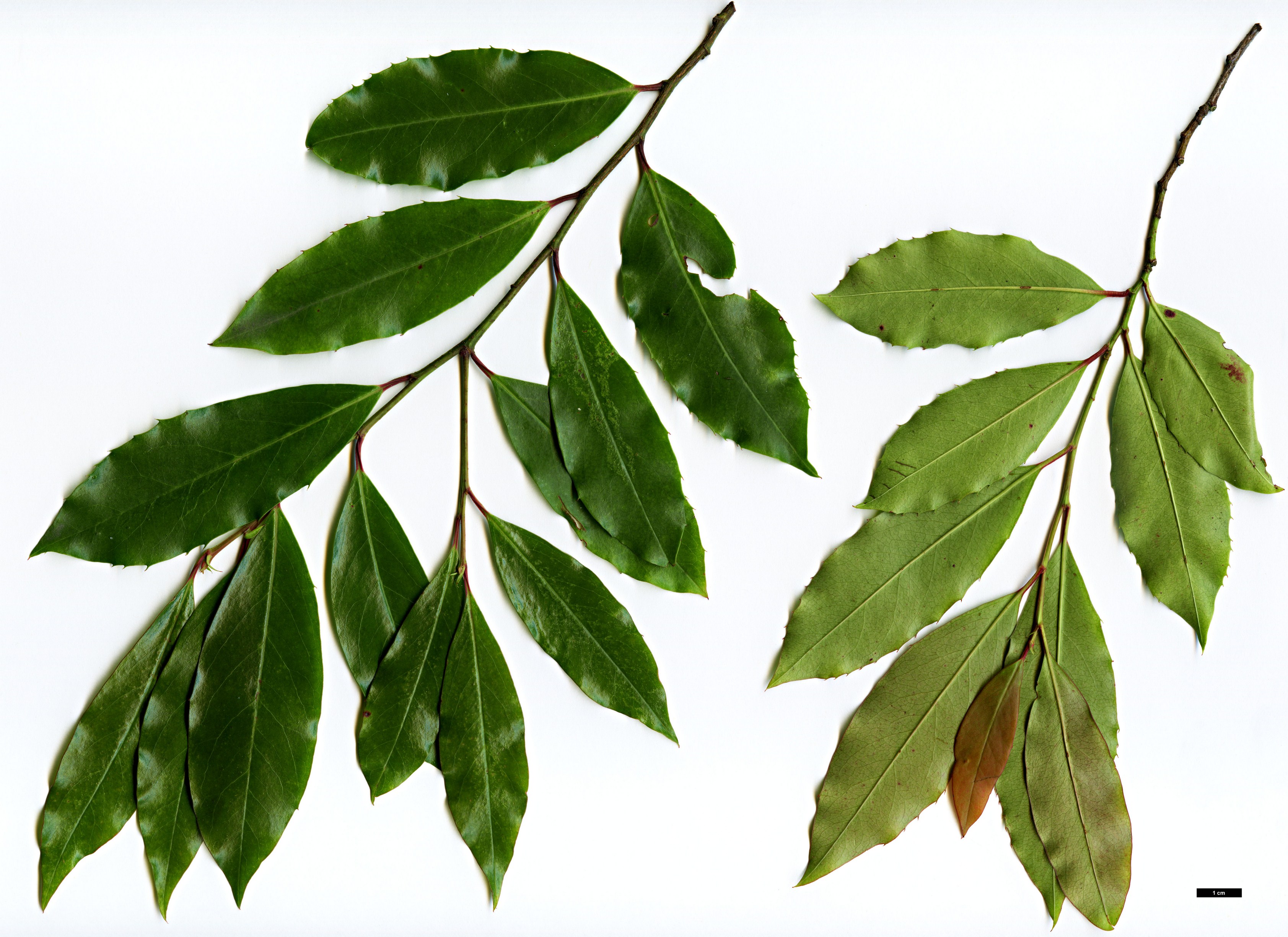 High resolution image: Family: Rosaceae - Genus: Prunus - Taxon: caroliniana